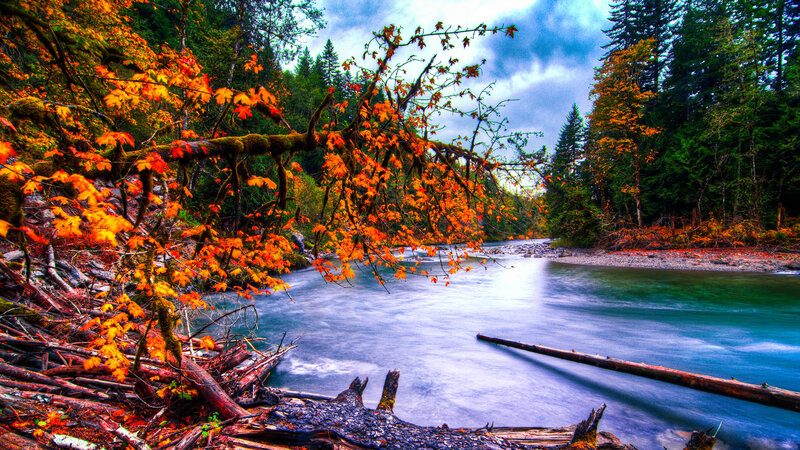 River in Autumn Forest — Orange, Serene, Photograph, Trees, Fallen Log