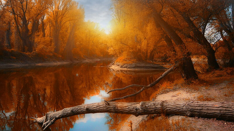River in Autumn Forest — Orange