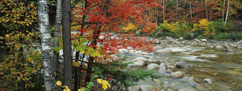 River in Autumn Forest — Red, Serene, Photograph, Trees, Rocks, Stream, Yellow, Green