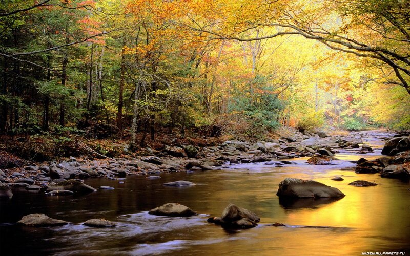 River in Autumn Forest — Yellow, Photograph