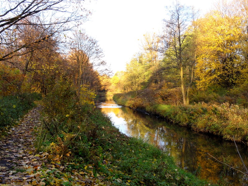 River in Autumn Forest — Yellow, Serene, Photograph