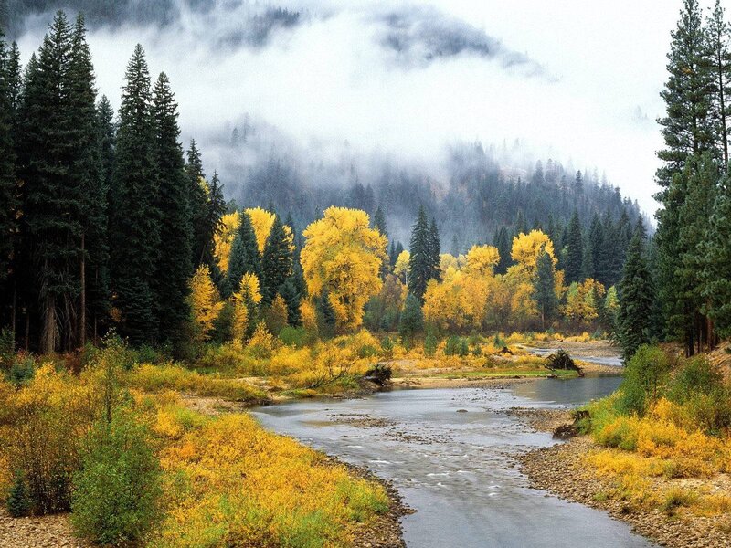 River in Autumn Forest — Yellow, Serene, Photograph, Trees, Fog