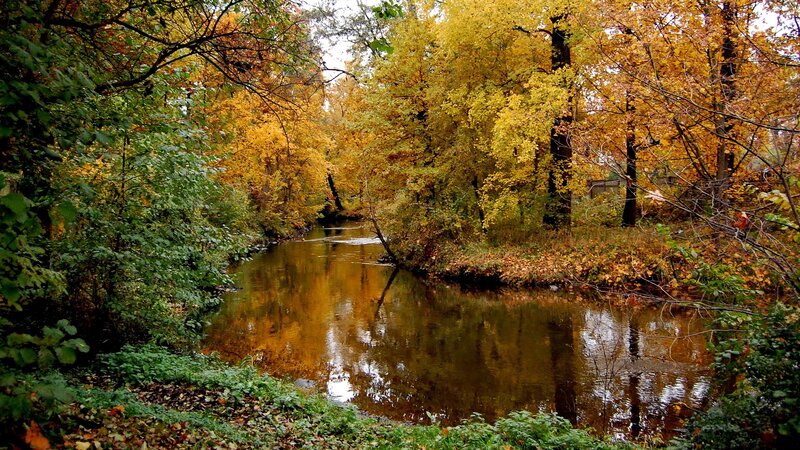 River in Autumn Forest — Yellow, Serene, Photograph, Trees, Leaves, Green