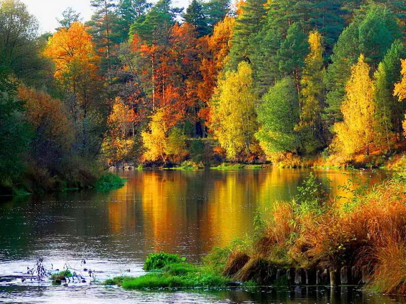 River in Autumn Forest — Yellow, Serene, Photograph, Trees, Reflection