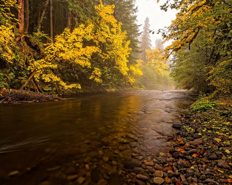 River in Autumn Forest — Yellow, Serene, Photograph, Trees, Rocks, Fog