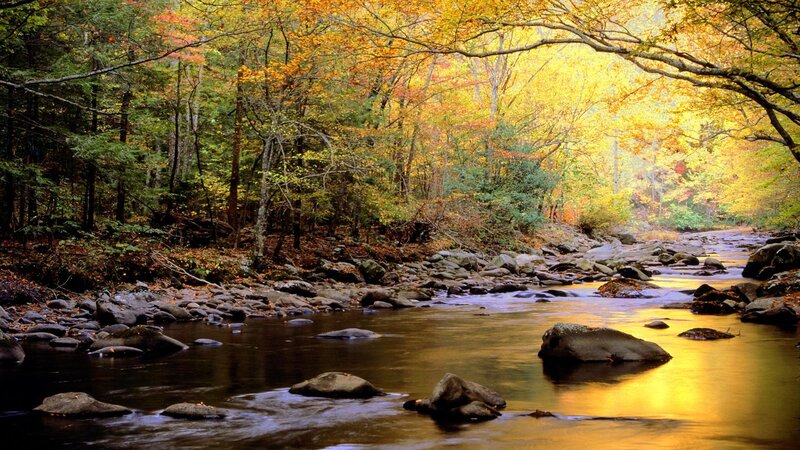 River in Autumn Forest — Yellow, Serene, Photograph, Trees, Rocks, Stream, Green