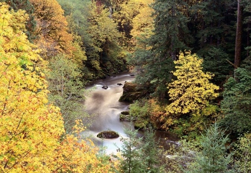 River in Autumn Forest — Yellow, Serene, Photograph, Trees, Stream