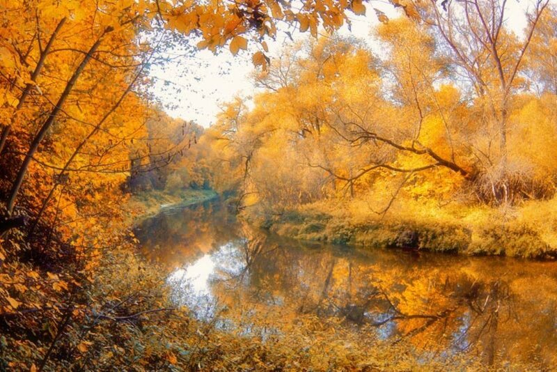 River in Autumn Forest — Yellow, Serene, Photograph, Trees
