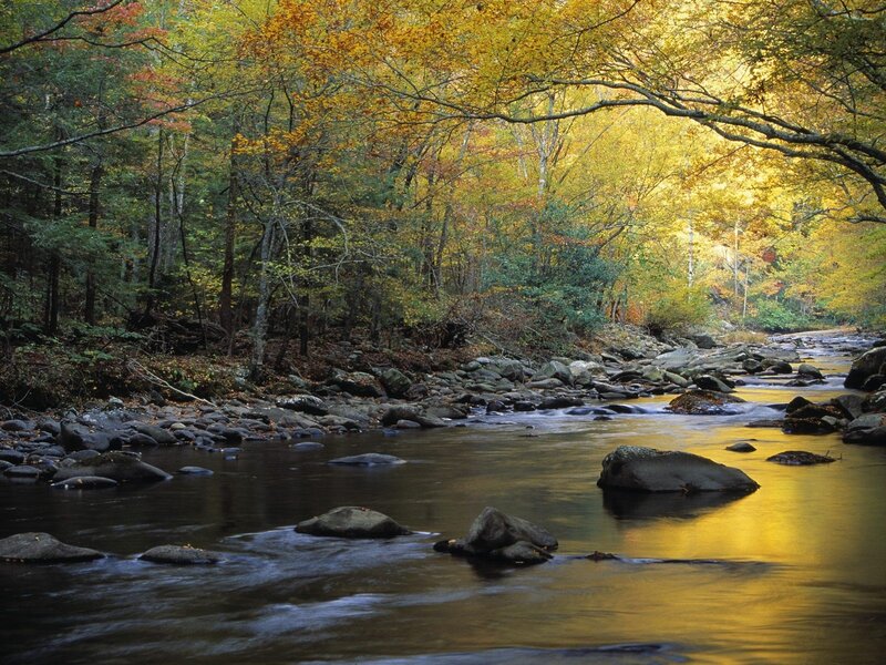 River in Autumn Forest — Yellow