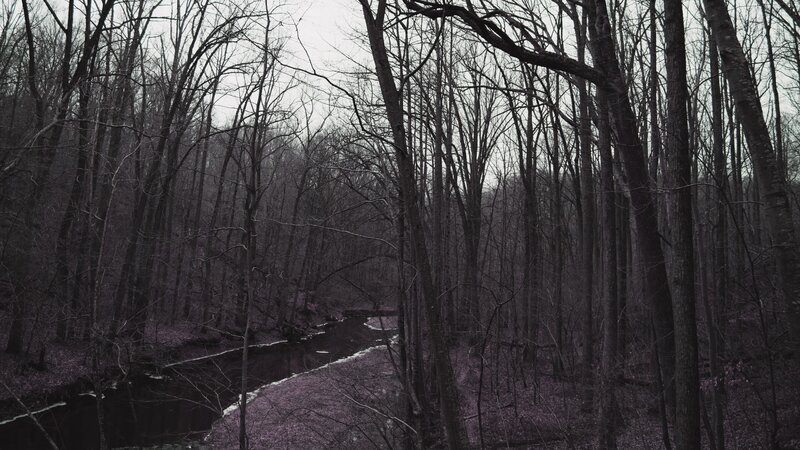 River in Bare Forest
