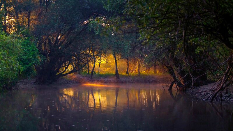 River in Forest at Dawn