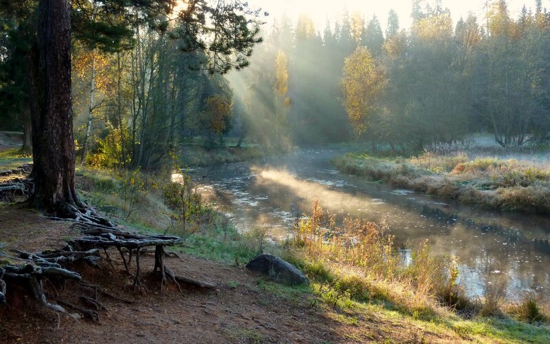 River in Forest at Sunrise — Green