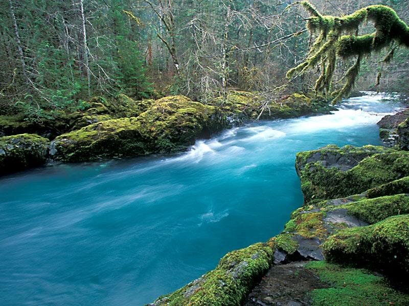 River in Forest — Blue, Serene, Photograph