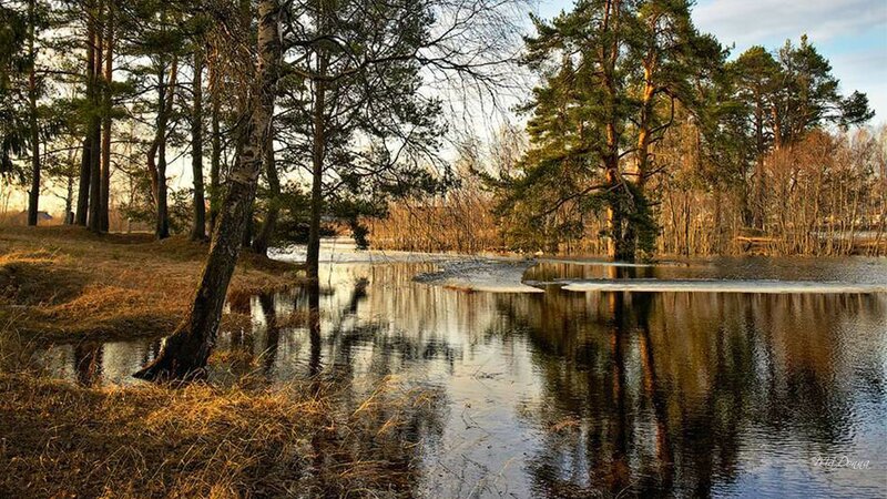 River in Forest — Brown, Serene, Autumn