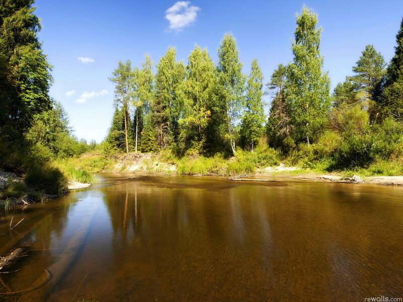 River in Forest — Brown, Serene