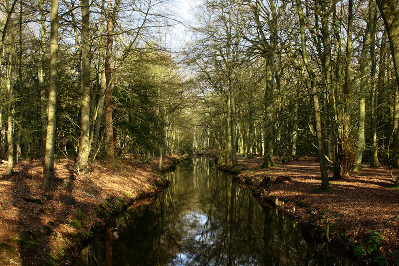 River in Forest — Brown