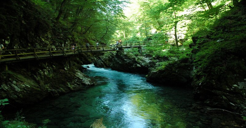 River in Forest Canyon — Green, Serene, Afternoon, Photograph, Bridge