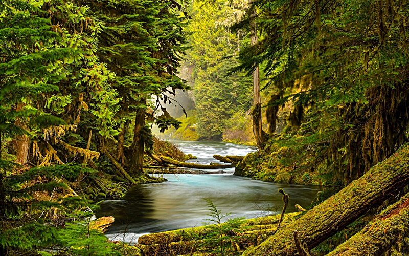 River in Forest Canyon — Green, Serene, Afternoon, Photograph, Trees, Moss