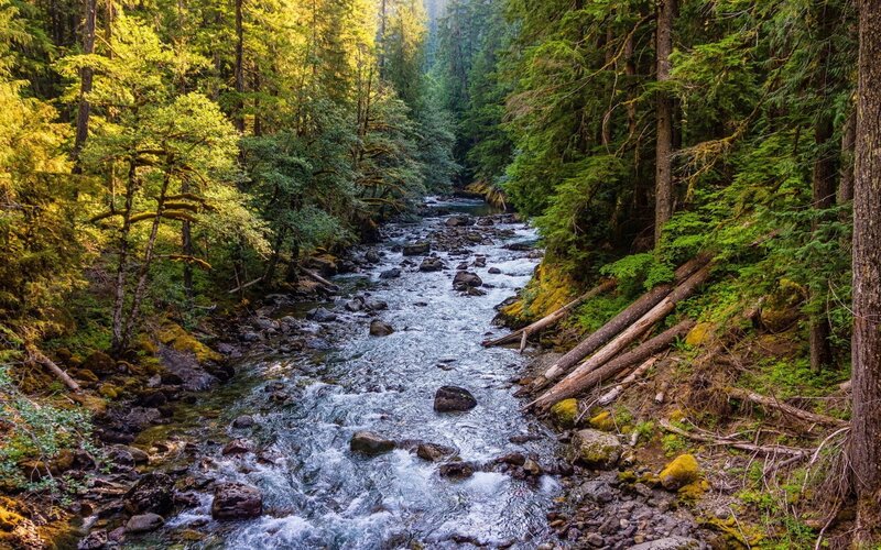 River in Forest Canyon — Green, Serene, Morning, Photograph, Trees, Rocks, Logs, Blue, Brown
