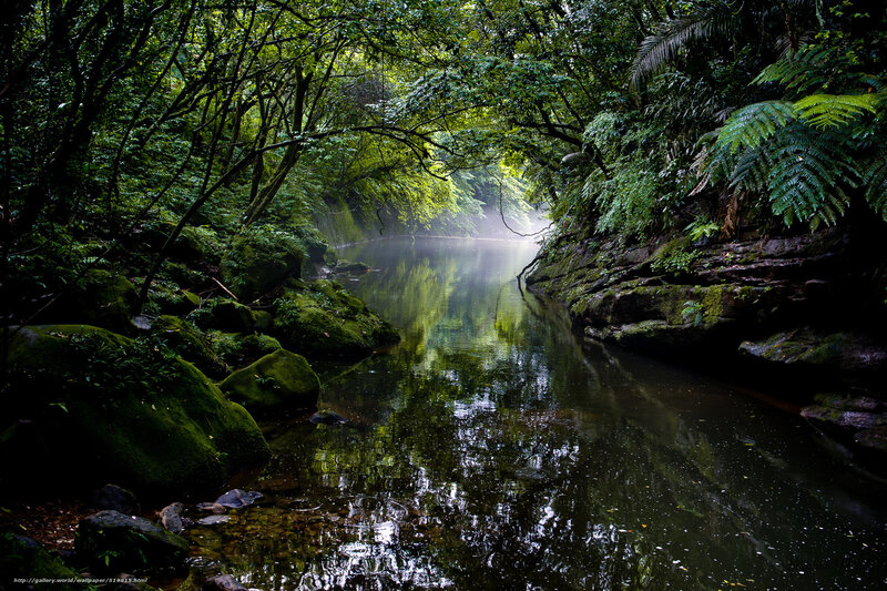 River in Forest Canyon — Green, Serene, Morning, Photograph, Trees, Rocks, Moss