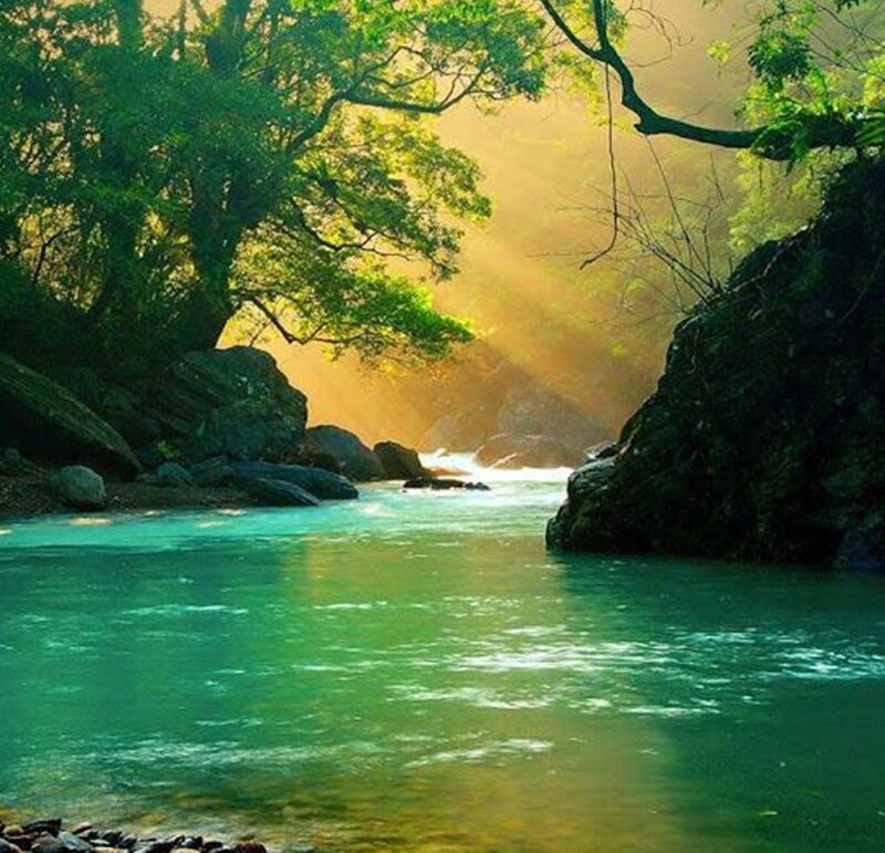 River in Forest Canyon — Green, Serene, Morning, Photograph, Trees