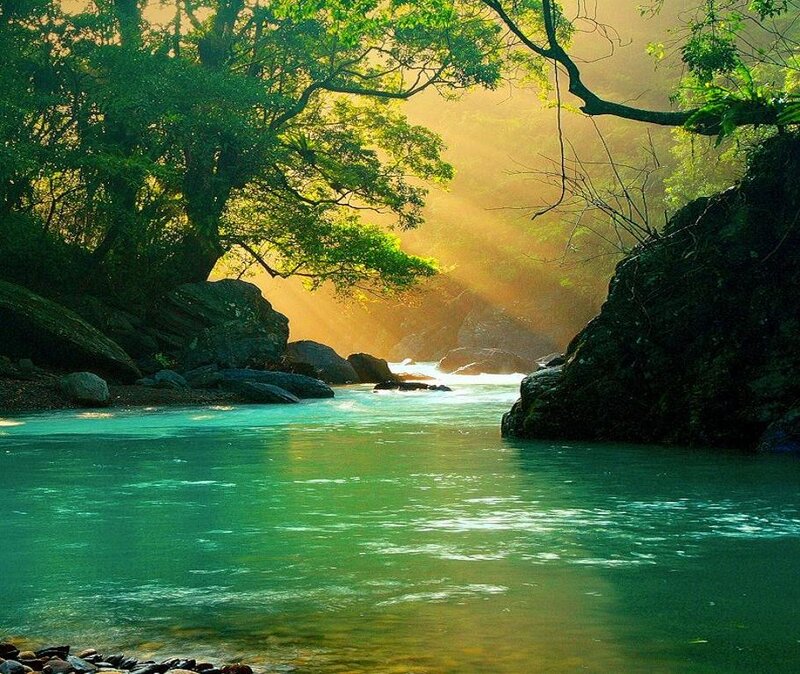 River in Forest Canyon — Green, Serene, Morning
