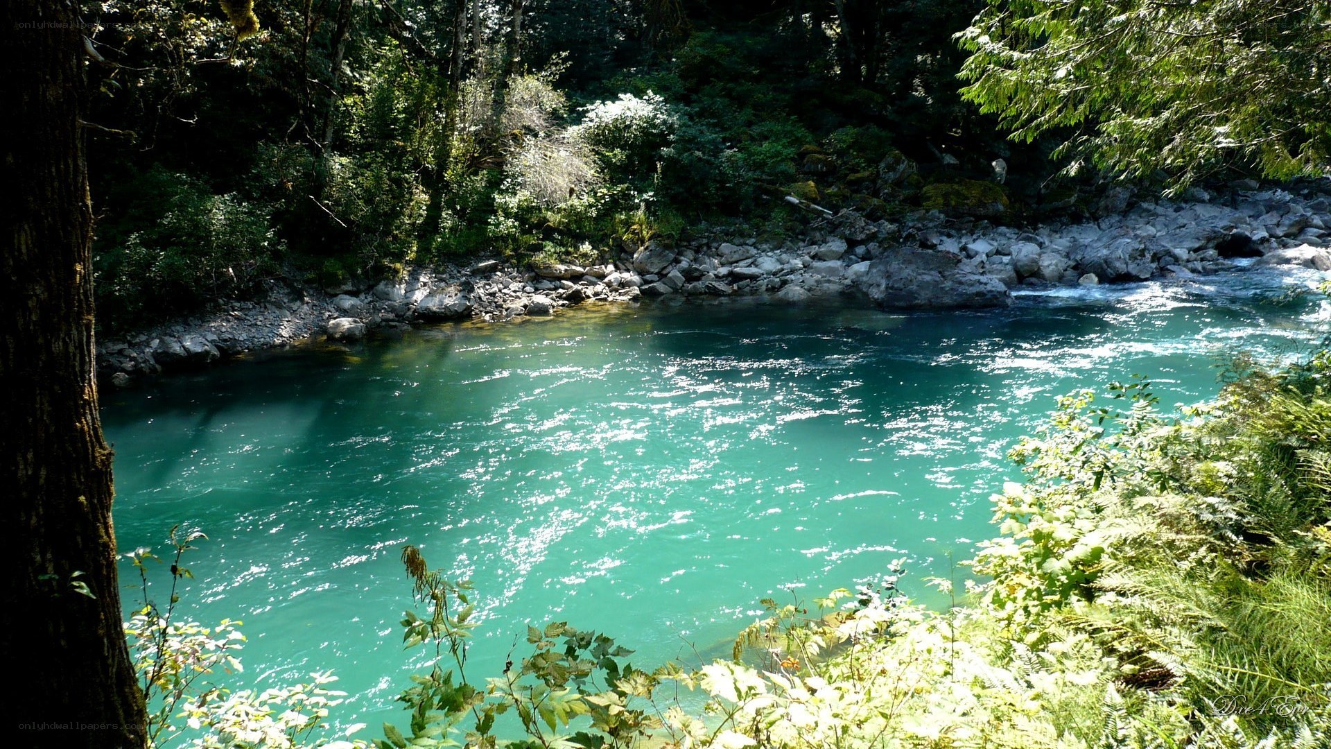 river in forest clearing