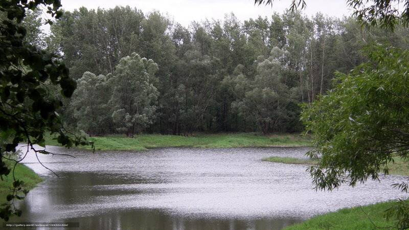 River in Forest — Green, Calm, Summer
