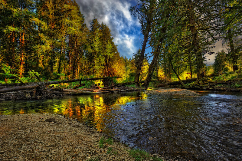 River in Forest — Green, Dramatic, Afternoon, Photograph, Trees, Fallen Logs, Sky
