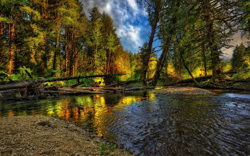 River in Forest — Green, Dramatic, Afternoon, Photograph, Trees