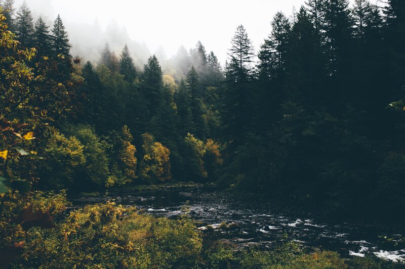 River in Forest — Green, Misty