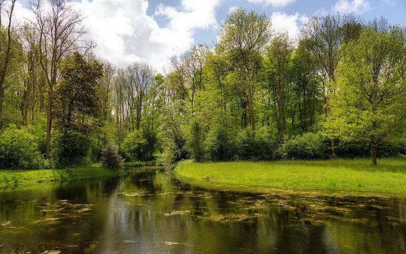 River in Forest — Green, Photograph