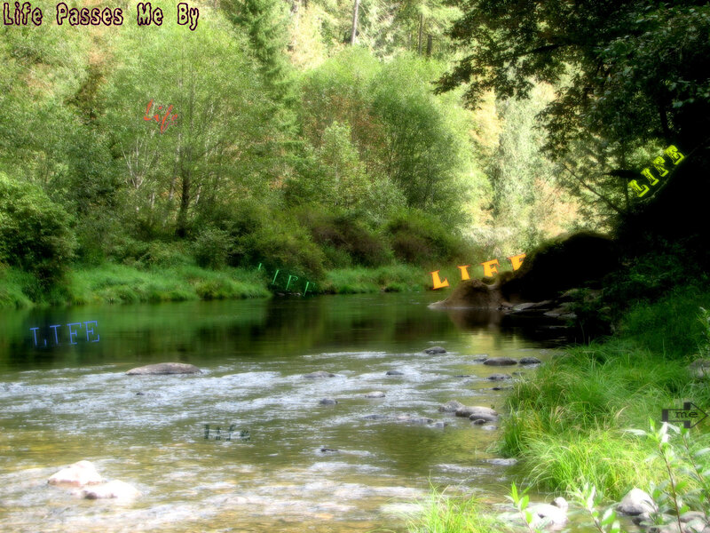River in Forest — Green, Serene, Afternoon, Photograph
