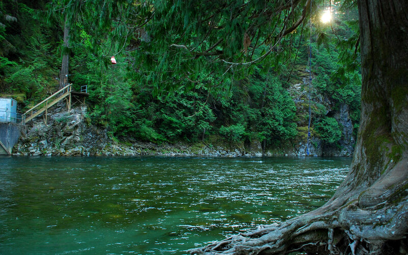 River in Forest — Green, Serene, Afternoon, Photograph, Tree Roots