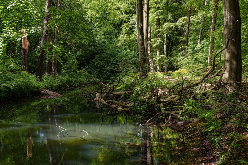 River in Forest — Green, Serene, Afternoon, Photograph, Trees, Branches