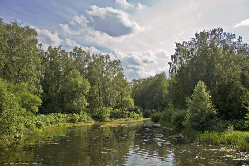 River in Forest — Green, Serene, Afternoon, Photograph, Trees, Clouds