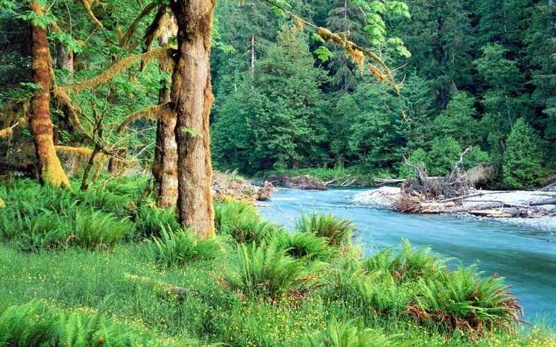 River in Forest — Green, Serene, Afternoon, Photograph, Trees, Ferns, Moss, Blue