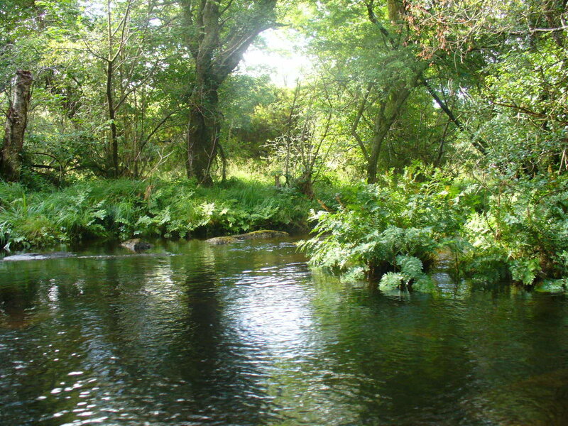 River in Forest — Green, Serene, Afternoon, Photograph, Trees, Ferns, Rocks