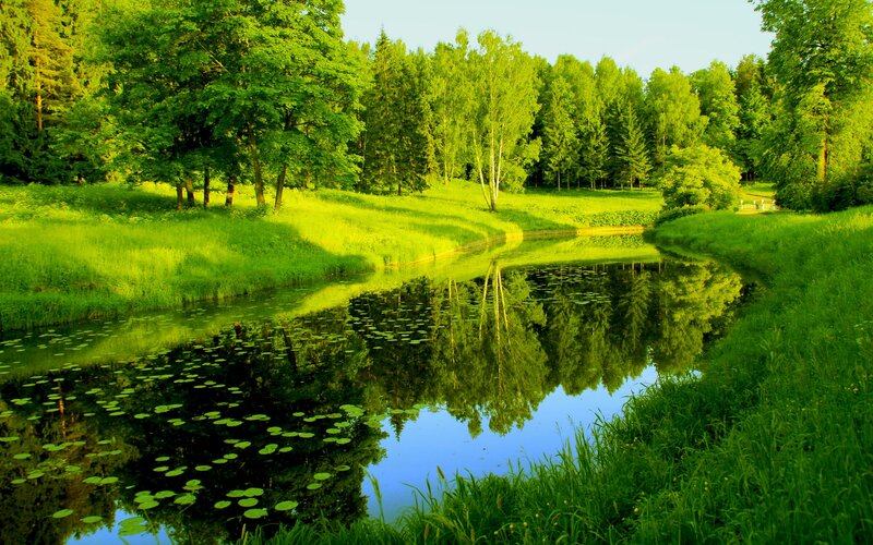 River in Forest — Green, Serene, Afternoon, Photograph, Trees, Grass, Lily Pads