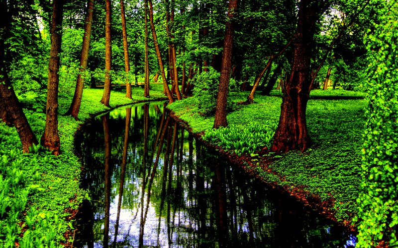 River in Forest — Green, Serene, Afternoon, Photograph, Trees, Grass, Reflection