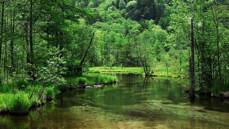 River in Forest — Green, Serene, Afternoon, Photograph, Trees, Grass, Water