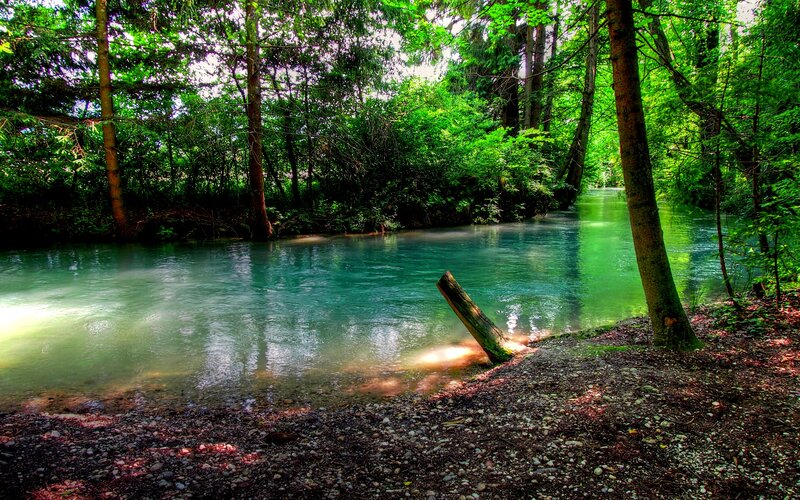 River in Forest — Green, Serene, Afternoon, Photograph, Trees, Log