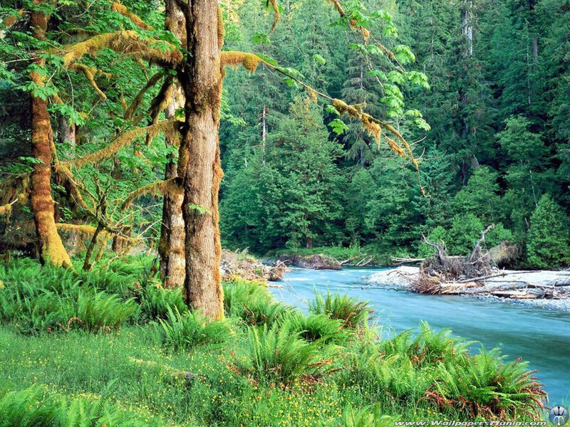 River in Forest — Green, Serene, Afternoon, Photograph, Trees, Moss, Ferns