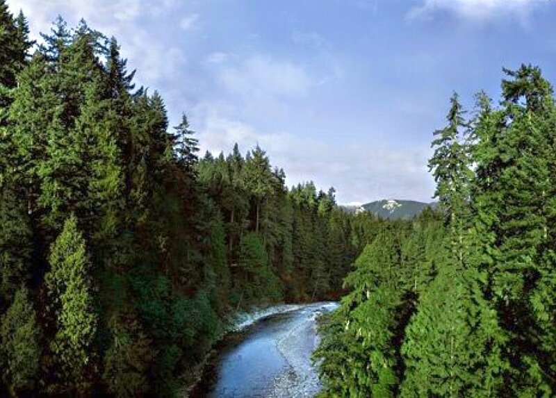 River in Forest — Green, Serene, Afternoon, Photograph, Trees, Mountain, Sky