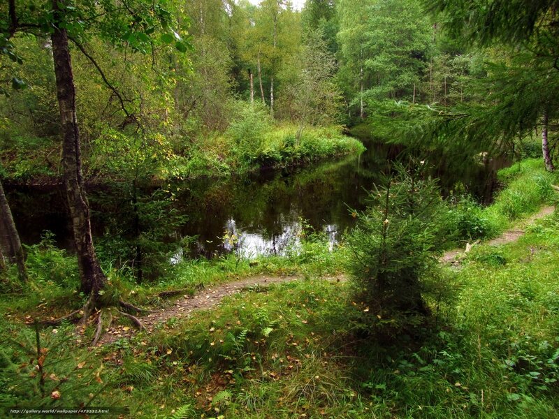 River in Forest — Green, Serene, Afternoon, Photograph, Trees, Path, Grass