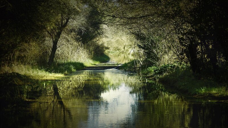 River in Forest — Green, Serene, Afternoon, Photograph, Trees, Path, Reflection