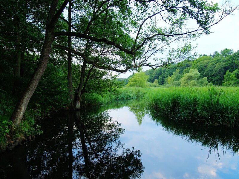 River in Forest — Green, Serene, Afternoon, Photograph, Trees, Reeds, Sky