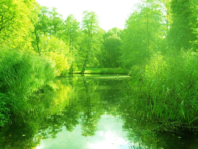 River in Forest — Green, Serene, Afternoon, Photograph, Trees, Reeds