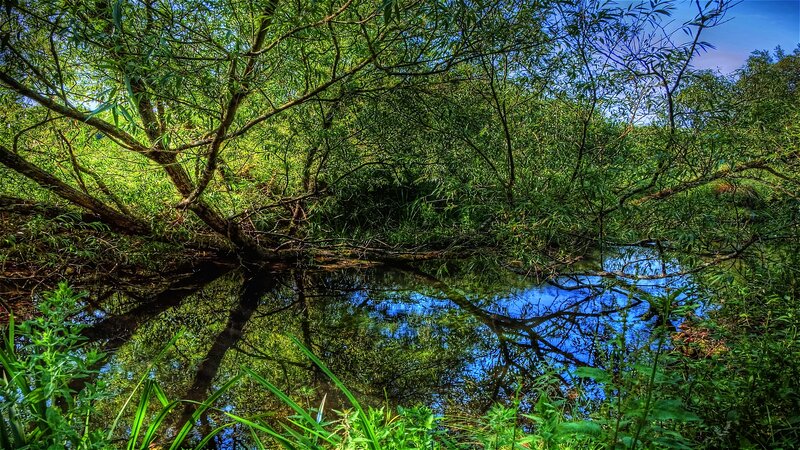 River in Forest — Green, Serene, Afternoon, Photograph, Trees, Reflection, Sky