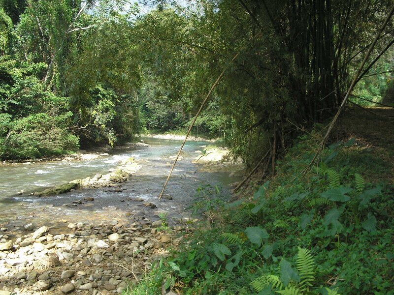 River in Forest — Green, Serene, Afternoon, Photograph, Trees, Rocks, Bushes